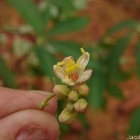 Manihot esculenta Crantz